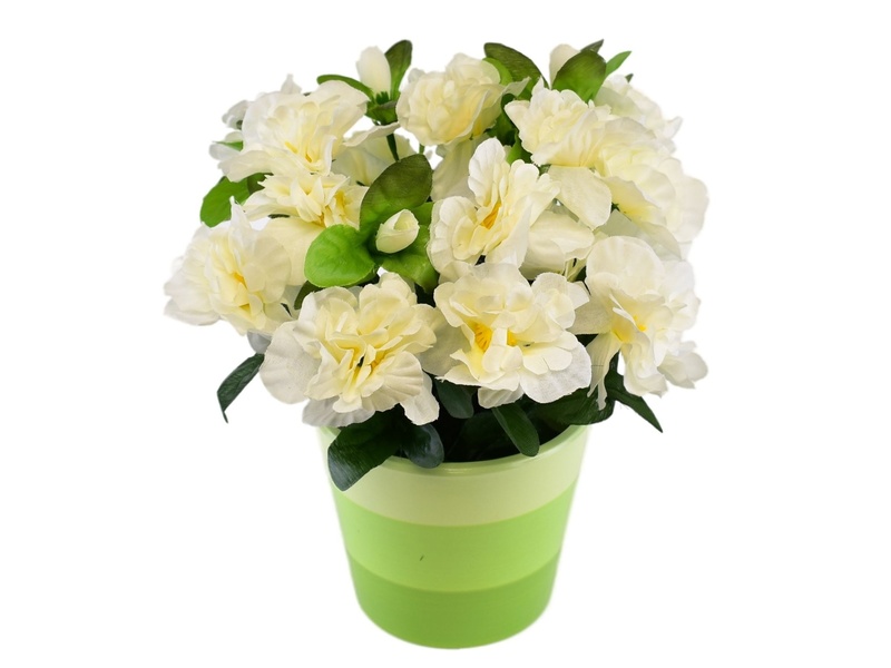 Azalka krémová v keramickém květináči 25×25 cm