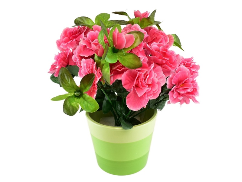 Azalka růžová v keramickém květináči 25×25 cm