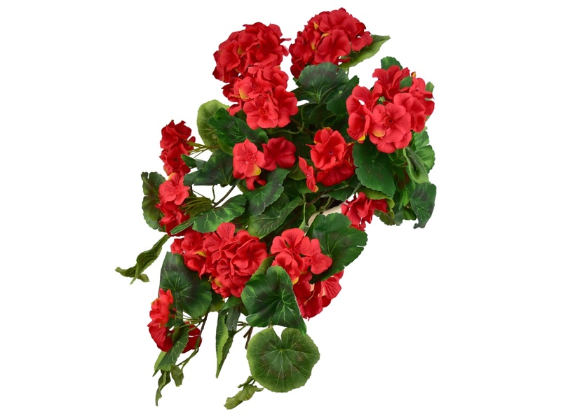 Muškát převislý červený v keramickém květináči 50×35 cm