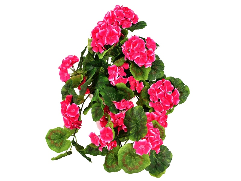 Muškát převislý růžový v keramickém květináči 50×35 cm