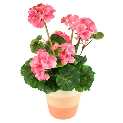 Muškát světle růžový v keramickém květináči 40×25 cm